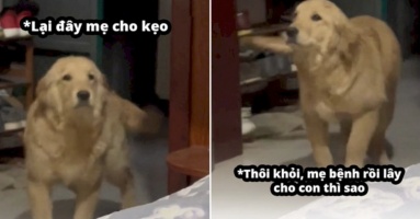Cô chủ bị bệnh, chú chó có phản ứng khiến dân mạng phì cười: “Lỡ mày nhiễm covid thật rồi lây cho tao thì sao?” Cô chủ bị bệnh, chú chó có phản ứng khiến dân mạng phì cười: “Lỡ mày nhiễm covid thật rồi lây cho tao thì sao?”