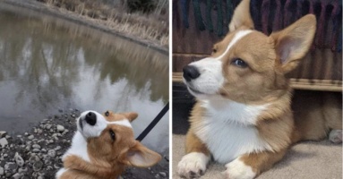 Khoảnh khắc những chú Corgi sở hữu khuôn mặt 'vui vẻ vẫn quạu', thần thái sưng xỉa vô địch Khoảnh khắc những chú Corgi sở hữu khuôn mặt 'vui vẻ vẫn quạu', thần thái sưng xỉa vô địch