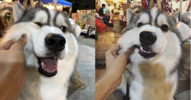 Bán gấu bông ế ẩm, chú chó Husky quyết định cho khách nựng miễn phí nếu mua 1 con gấu