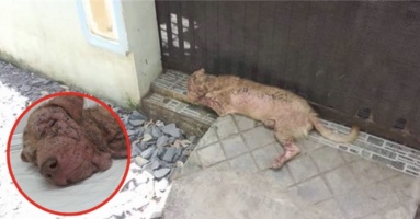 Câu chuyện đầy nước mắt về một chú chó trung thành bị chủ bỏ rơi cách nhẫn tâm Câu chuyện đầy nước mắt về một chú chó trung thành bị chủ bỏ rơi cách nhẫn tâm