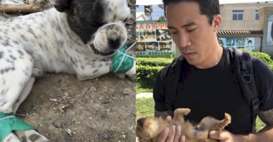 Chàng trai 3 lần không ngại hy sinh tính mạng mình để giải cứu những chú chó từ lò mổ Chàng trai 3 lần không ngại hy sinh tính mạng mình để giải cứu những chú chó từ lò mổ