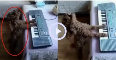 Chó cưng vừa đàn vừa hát cực phiêu khiến nhiều người thẫn thờ