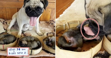 Chó mẹ buồn bã nhìn con lần cuối, khiến người qua đường không khỏi xúc động: “Mong rằng con sẽ được sống tốt” Chó mẹ buồn bã nhìn con lần cuối, khiến người qua đường không khỏi xúc động: “Mong rằng con sẽ được sống tốt”