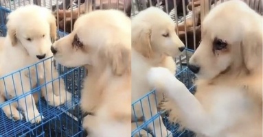 Chủ nghèo không nuôi nổi, mang chó con đi cho, chó mẹ ngậm ngùi ôm chặt khi biết tin sắp phải chia xa Chủ nghèo không nuôi nổi, mang chó con đi cho, chó mẹ ngậm ngùi ôm chặt khi biết tin sắp phải chia xa