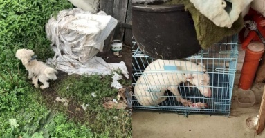 Cuộc sống như địa ngục trong các lò lai chó 'thuần chủng' và cái kết tuyệt vời cho hơn 80 chú khuyển tội nghiệp Cuộc sống như địa ngục trong các lò lai chó 'thuần chủng' và cái kết tuyệt vời cho hơn 80 chú khuyển tội nghiệp