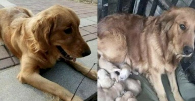 Giúp đỡ bé chó gầy còm trông rất đáng thương, chàng trai được trả ơn bằng món quà quý giá