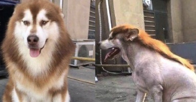 Nhờ bố trông hộ chó cưng, cô gái 'khóc thét' khi nhìn thấy bộ dạng mới của nó, dân mạng phì cười trêu chọc: 'Chắc bác trai thích nuôi một chú lừa' Nhờ bố trông hộ chó cưng, cô gái 'khóc thét' khi nhìn thấy bộ dạng mới của nó, dân mạng phì cười trêu chọc: 'Chắc bác trai thích nuôi một chú lừa'