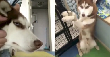 Vẻ mặt 'cạn lời' của em chó Husky khi bị chủ mang ra làm trò khiến cư dân mạng cười ngất Vẻ mặt 'cạn lời' của em chó Husky khi bị chủ mang ra làm trò khiến cư dân mạng cười ngất
