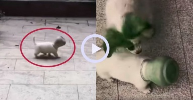 Video vừa thương vừa không nhịn được cười: Chú cún nghịch dại tự chui đầu vào lọ
