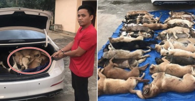 Ám ảnh hình ảnh gần 40 chú chó, nằm sấp lốp trong cốp xe của ông giám đốc: “Lời biện minh không ai chấp nhận được”
