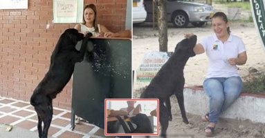 Chú chó bị bỏ rơi tội nghiệp, không ai cho ăn liền nghĩ ra cách để đổi đồ ăn: “Đó là 1 giao dịch đặc biệt”