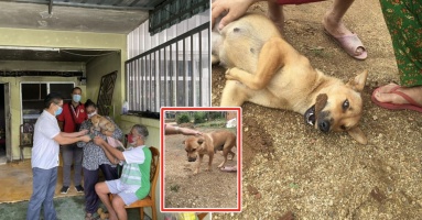 Chú chó cứu gia đình 5 người khỏi đám cháy, bà chủ nhà phải thốt lên: “Xưa giờ tôi thật có lỗi khi đối xử tệ với nó”