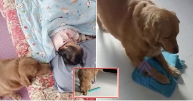 Chú chó đảm đang nhất TG, gánh cả nhà còng lưng: “Biết dọn dẹp, lau sàn, đắp chăn cho em ngủ” Chú chó đảm đang nhất TG, gánh cả nhà còng lưng: “Biết dọn dẹp, lau sàn, đắp chăn cho em ngủ”