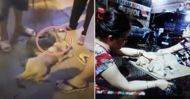 Chứng kiến cảnh 2 chú chó bị kéo lê chảy máu trên đường, dân SG lo bao đồng và cái kết: “Không thể đứng yên nhìn”