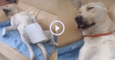 “Con sen” bất ngờ bởi tư thế ngủ khó đỡ của chó cưng