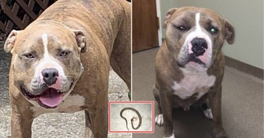 Để cứu chủ nhân, chú chó Pitbull dũng cảm đánh nhau với rắn độc: “Cái kết thật thương cảm”