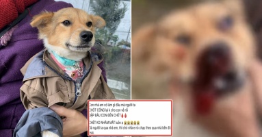 Đuổi theo con gà chạy vào nhà hàng xóm, chú chó bị đánh tới mức ra đi tức tưởi: “Chủ nhân gào khóc xót thương” Đuổi theo con gà chạy vào nhà hàng xóm, chú chó bị đánh tới mức ra đi tức tưởi: “Chủ nhân gào khóc xót thương”