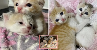 Hai chú mèo đáng thương bị bỏ rơi, được tìm thấy ở bãi đậu xe và cái kết: “Cuộc đời sang trang mới” Hai chú mèo đáng thương bị bỏ rơi, được tìm thấy ở bãi đậu xe và cái kết: “Cuộc đời sang trang mới”
