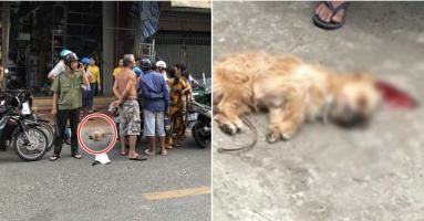 Lỡ tè vào chân thanh niên bên đường, chú chó bị đánh đến mức ra đi tại chỗ: “Thật quá dã man”