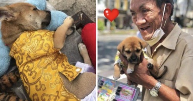Mặc dù theo chủ vất vả mưu sinh, chó cưng vẫn được cưng chiều không khác gì con ruột: “Quần áo lụa là, như 1 công chúa”