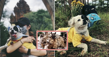 Cô gái chạy tiền để cứu 29 chú chó mèo, mượn tiền khắp nơi lúc tụi nhỏ ốm đau: “Em khổ lắm nhưng mà vui” Cô gái chạy tiền để cứu 29 chú chó mèo, mượn tiền khắp nơi lúc tụi nhỏ ốm đau: “Em khổ lắm nhưng mà vui”