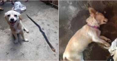 Liều Mình Chiến Đấu Với Rắn Độc Cứu Chủ, Chú Chó Nở Nụ Cười Cuối Cùng Trước Khi Ra Đi Lấy Nước Mắt Nghìn Người Liều Mình Chiến Đấu Với Rắn Độc Cứu Chủ, Chú Chó Nở Nụ Cười Cuối Cùng Trước Khi Ra Đi Lấy Nước Mắt Nghìn Người