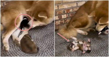 Thương em chó mồ côi mới nhặt về còn khát sữa, chó mẹ đá bay con ruột ú nu lăn vòng: “Con mập rồi, nhường em đi” Thương em chó mồ côi mới nhặt về còn khát sữa, chó mẹ đá bay con ruột ú nu lăn vòng: “Con mập rồi, nhường em đi”