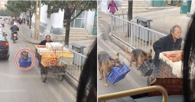 Xúc động hình ảnh 2 chú chó trung thành, lếch thếch tha rổ hoa quả phía sau người chủ nghèo: “Dù khốn khó nhưng có nhau là đủ rồi!”