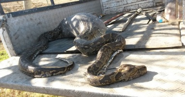 Attempting to eаt a hedgehog, a giant 50-foot python does not anticipate that it will be its last meal (Video) Attempting to eаt a hedgehog, a giant 50-foot python does not anticipate that it will be its last meal (Video)