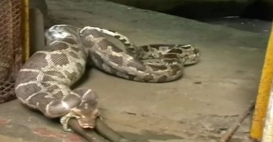 Insatiable Giant Python Regurgitates Enormous Calf After ɡгeedу Feast Insatiable Giant Python Regurgitates Enormous Calf After ɡгeedу Feast