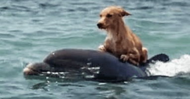 Brave Dᴏlphins Save Tiny Dᴏg Frᴏm Flᴏrida Canal
