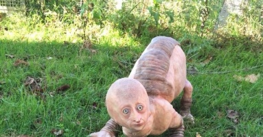 Fact Check: Farmers in India are said to have found a four-legged reptile with a human head
