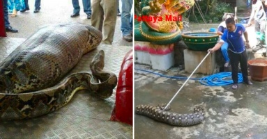 Giant python eats 8 puppies, vomits 3
