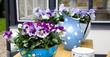 Patio and Balcony Planter Ideas