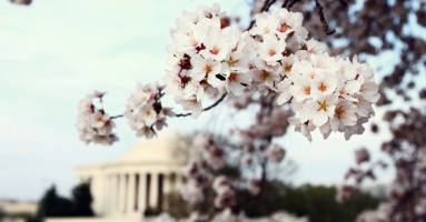 Việt kiều Mỹ hòa mình vào biển người đổ về Washington, D.C. mùa hoa anh đào