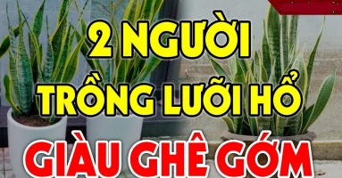 Ai thuộc 2 tuổi này trồng cây lưỡi hổ như ' Cá Chép hóa Rồng': Kinh doanh đắc tài, chẳng thiếu tiền xài Ai thuộc 2 tuổi này trồng cây lưỡi hổ như ' Cá Chép hóa Rồng': Kinh doanh đắc tài, chẳng thiếu tiền xài