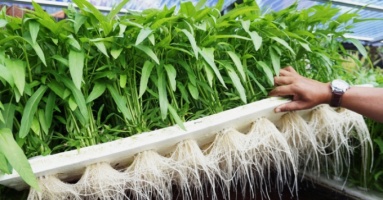 Vì sao rau muống lại bị cấm như cần sa ở Mỹ? Vì sao rau muống lại bị cấm như cần sa ở Mỹ?
