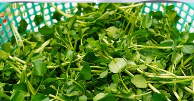 Loại rau ngừa K tốt nhất thế giới: Việt Nam bán đầy ngoài chợ, giá rẻ bèo nấu món gì cũng ngon Loại rau ngừa K tốt nhất thế giới: Việt Nam bán đầy ngoài chợ, giá rẻ bèo nấu món gì cũng ngon
