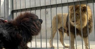“Con chó trụi lông” – Câu chuyện là một bài học lớn cho những kẻ luôn cho mình là nhất “Con chó trụi lông” – Câu chuyện là một bài học lớn cho những kẻ luôn cho mình là nhất