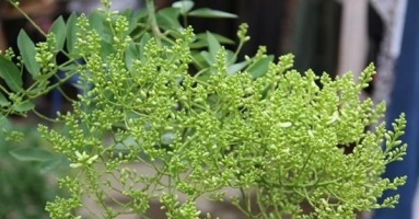 7 loại cây xui xẻo tuyệt đối không trồng trong vườn nhà 7 loại cây xui xẻo tuyệt đối không trồng trong vườn nhà