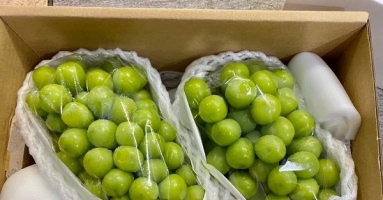Người Trung Quốc đã biến loại quả 'nhà giàu' thành hàng giá bèo như thế nào, người Việt ăn còn khen ngon nức nở Người Trung Quốc đã biến loại quả 'nhà giàu' thành hàng giá bèo như thế nào, người Việt ăn còn khen ngon nức nở