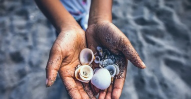 Lý do không nên lấy vỏ sò từ bãi biển Lý do không nên lấy vỏ sò từ bãi biển
