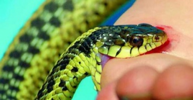 Lưu ngay bài thuốc quý hút độc tố, cứu sống người bị chó dại, rắn cắn chỉ trong 1 phút Lưu ngay bài thuốc quý hút độc tố, cứu sống người bị chó dại, rắn cắn chỉ trong 1 phút