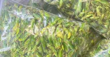 800 nghìn/kg vẫn đắt hàng, ‘tóp mỡ xanh’ thành món ăn của nhà giàu Hà Nội 800 nghìn/kg vẫn đắt hàng, ‘tóp mỡ xanh’ thành món ăn của nhà giàu Hà Nội