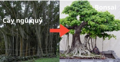 Người xưa nói cây ngũ quỷ trong nhà gia đình lụn bại, cây ngũ quỷ là gì? Người xưa nói cây ngũ quỷ trong nhà gia đình lụn bại, cây ngũ quỷ là gì?