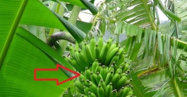 5 loài cây trồng trước nhà dễ lụi bại nghèo khó: Trồng sau nhà giữ của, giàu có 3 đời 5 loài cây trồng trước nhà dễ lụi bại nghèo khó: Trồng sau nhà giữ của, giàu có 3 đời