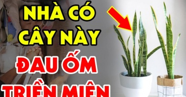 Tuổi này đại kỵ với cây Lưỡi Hổ: Trồng 1 cây cũng đủ tổn phúc, tiền của không cánh mà bay Tuổi này đại kỵ với cây Lưỡi Hổ: Trồng 1 cây cũng đủ tổn phúc, tiền của không cánh mà bay