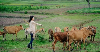 Thu nhập mỗi tháng 5.000 USD ở Mỹ, Việt Kiều vẫn quyết bỏ về Việt Nam chăn....bò